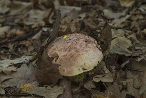 Hřib královský - Butyriboletus regius  (Krombh.) D. Arora & J.L. Frank 2014