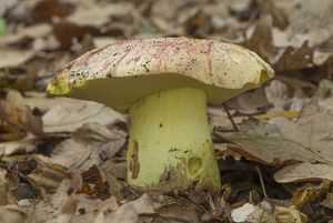 Hřib královský - Butyriboletus regius  (Krombh.) D. Arora & J.L. Frank 2014