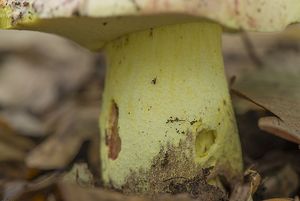 Hřib královský - Butyriboletus regius  (Krombh.) D. Arora & J.L. Frank 2014