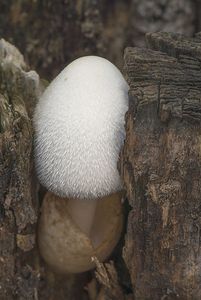 Kukmák bělovlnný - Volvariella bombycina (Schaeff.) Singer 1951