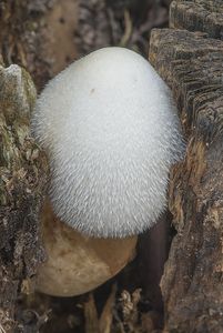 Kukmák bělovlnný - Volvariella bombycina (Schaeff.) Singer 1951