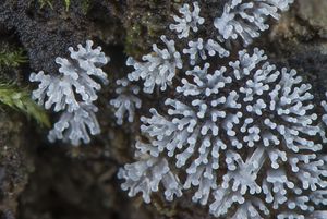 Válečkovka keříčkovitá - Ceratiomyxa fruticulosa