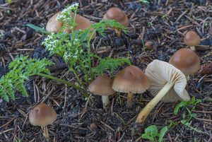 Špička obecná - Marasmius oreades (Bolton) Fr. 1836