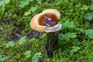 Lesklokorka jehličnanová - Ganoderma carnosum