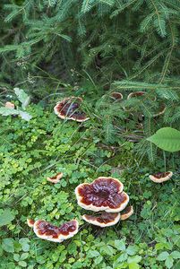 Lesklokorka jehličnanová - Ganoderma carnosum