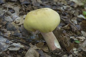 Holubinka fialovonohá - Russula violeipes Quél. 1898