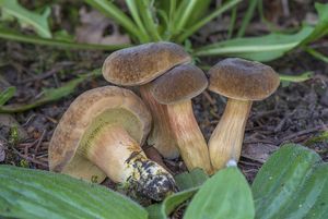 Hřib Engelův - Hortiboletus engelii (Hlaváček) Biketova & Wasser 2015