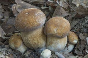 Hřib dubový - Boletus reticulatus Schaeff.