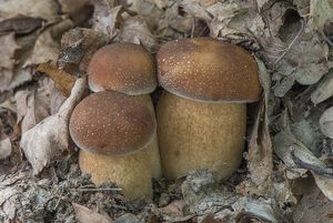 Hřib dubový - Boletus reticulatus Schaeff.