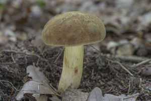 Hřib plstnatý - Boletus subtomentosus L. Quél.