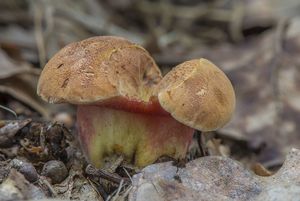 Hřib rubínový - Rubinoboletus rubinus (W.G. Sm.) Pilát & Dermek 1969