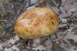 Holubinka smrdutá - Russula foetens Pers. 1796