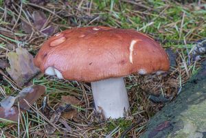 Holubinka jahodová - Russula paludosa