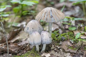 Hnojník význačný - Coprinopsis insignis (Peck) Redhead, Vilgalys & Moncalvo 2001