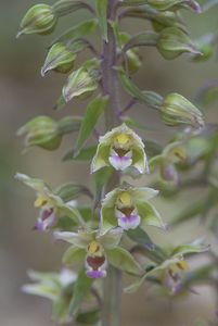 Kruštík modrofialový (Epipactis purpurata Sm.)