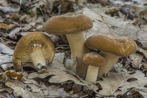 Ryzec křídlatovýtrusý - Lactarius pterosporus Romagn. 1949