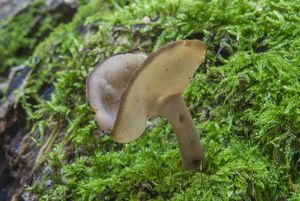 Stopečka pýřitá - Helvella macropus