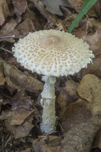 Bedla vlnatá - Lepiota clypeolaria ( Bull. ) P. Kumm.