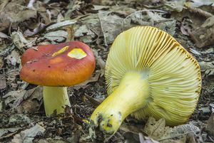 Holubinka zlatá - Russula aurea Pers. 1796