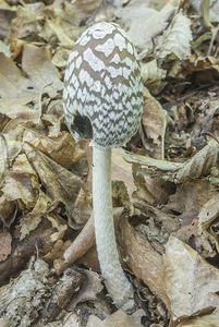 Hnojník strakatý - Coprinus picaceus