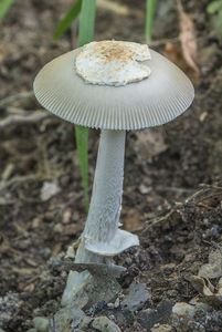 Muchomůrka pošvatá - Amanita vaginata