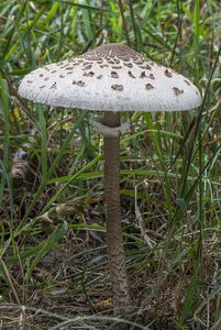 Bedla vysoká - Macrolepiota procera (Scop.) Singer 1948