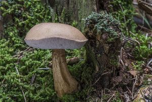 Hřib žlučník - Tylopilus felleus  (Bull.) P. Karst. 1881