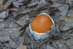 Muchomůrka císařka - Amanita caesarea  (Scop.) Pers. 1801