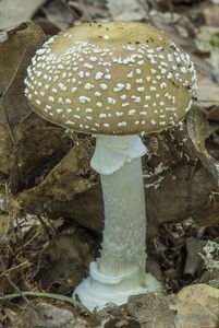 Muchomůrka tygrovaná - Amanita pantherina (DC.) Krombh. 1846