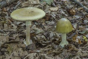 Muchomůrka zelená - Amanita phalloides (Vaill. ex Fr.) Link 1833