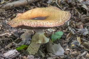 Pečárka císařská - Agaricus augustus Fr. 1838