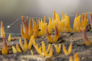 Krásnorůžek rohovitý - Calocera cornea (Batsch) Fr. 1827