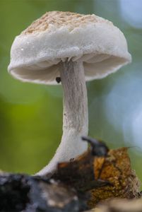 Rovetka pýchavkovitá - Asterophora lycoperdoides (Bull.) Ditmar 1809