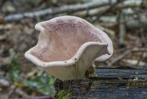 Hlíva fialová - Lentinus torulosus