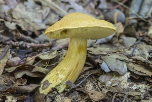 Hřib moravský - Boletus moravicus (Vacek) Herink.