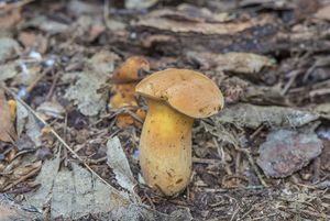 Hřib dřevožijný - Buchwaldoboletus lignicola Kallenb.) Pilát 1969