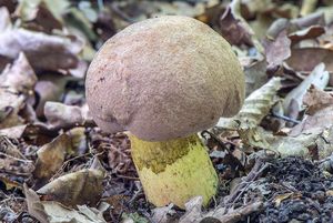 Hřib růžovník - Butyriboletus fuscoroseus (Smotl.) Vizzini & Gelardi 2014