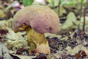 Hřib růžovník - Butyriboletus fuscoroseus (Smotl.) Vizzini & Gelardi 2014