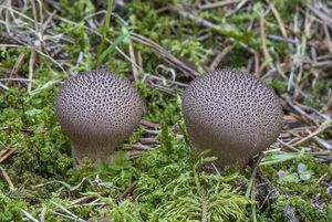 Pýchavka huňatá - Lycoperdon umbrinum Pers.