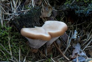 Lošákovec rezavý - Hydnellum ferrugineum (Fr.) P.Karst