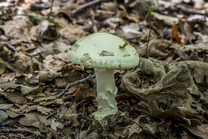 Muchomůrka citronová - Amanita citrina Pers. 1797