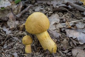 Hřib moravský - Boletus moravicus (Vacek) Herink.