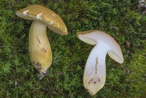 Hřib moravský - Boletus moravicus (Vacek) Herink.