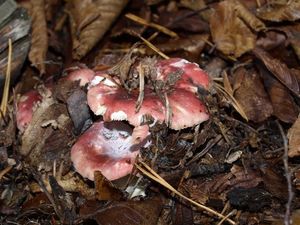 Klikni pro velký obrázek