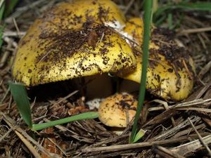 Klikni pro velký obrázek