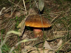 Klikni pro velký obrázek