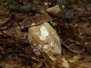 Klikni pro velký obrázek