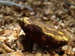 Klikni pro velký obrázek