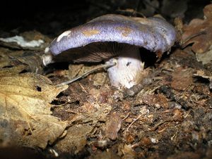 Klikni pro velký obrázek