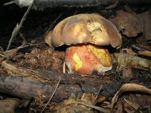 Klikni pro velký obrázek